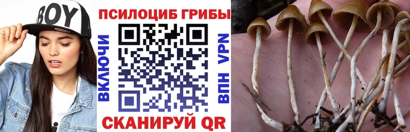 Галлюциногенные грибы Psilocybe Будённовск